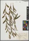 Foto von Salix purpurea L.
